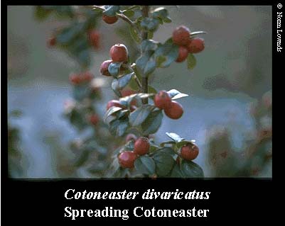 Image of spreading cotoneaster fruit