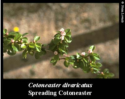 Image of spreading cotoneaster leaf