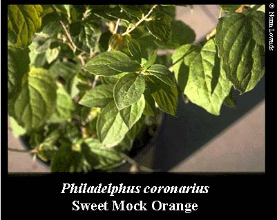 Image of Sweet Mock Orange