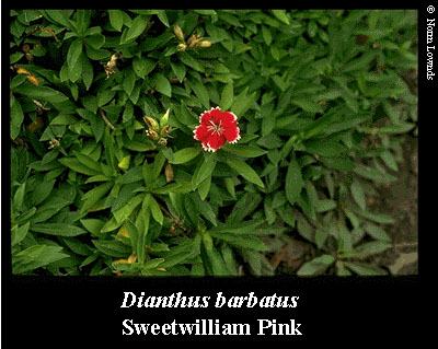 Image of Sweetwilliam pink
