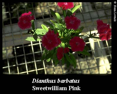 Image of Sweetwilliam pink flower