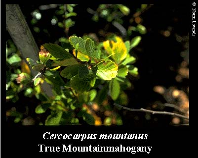 Image of True Mountain Mahogany leaf