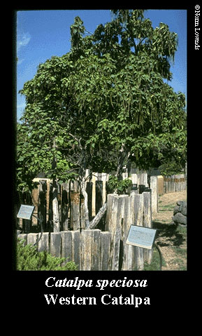 Image of Western Catalpa