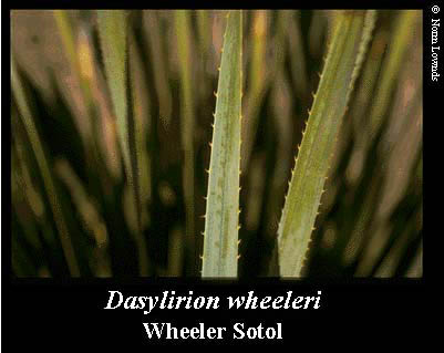 Image of Wheeler Sotol leaf