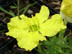 Image of yellow flower