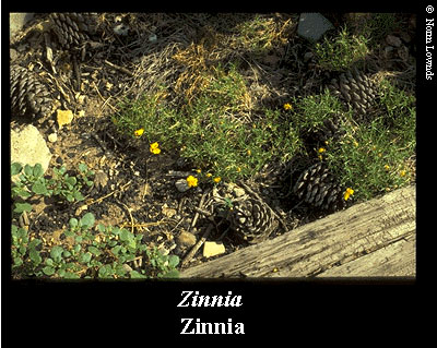 Image of Zinnia