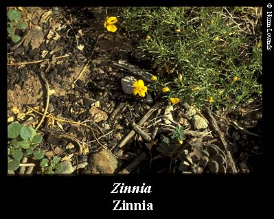 Image of Zinnia flower